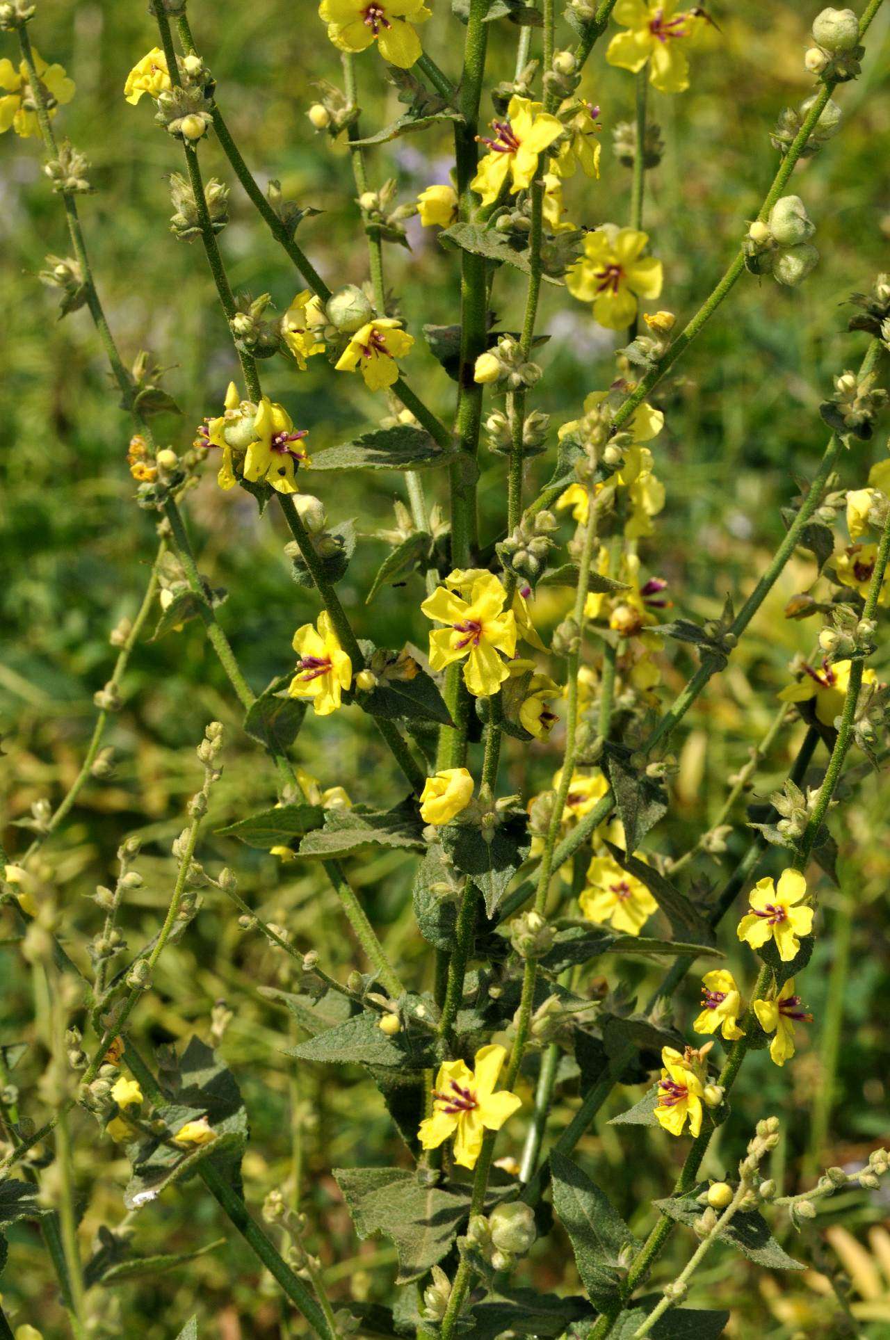 Verbascum sp.